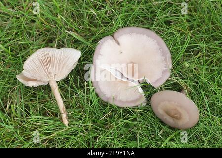 Lepista sordida, chiamato anche Rhodopaxillus sordidus e Tricholoma sordidum, blewit snello, funghi selvatici provenienti dalla Finlandia Foto Stock