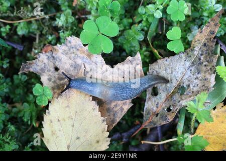 Krynickillus melanocephalus, a highly invasive slug with no common english name Stock Photo