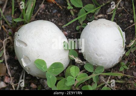 Psatirella candoleana, conosciuta come brittlestem pallido o psatirella comune, fungo selvatico dalla Finlandia Foto Stock