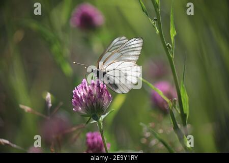 Bianco venato nero, Aporia crataegi, una bella farfalla finlandese che si nutre di trifoglio rosso Foto Stock