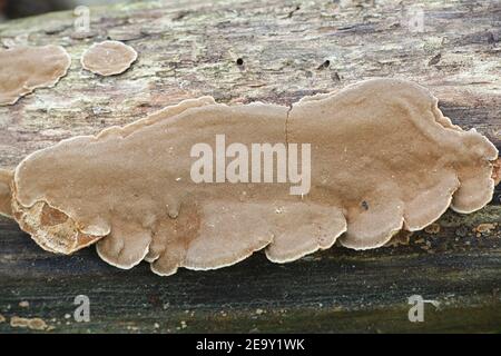 Phellinus conchatus, un fungo di staffa di riupinato dalla Finlandia senza nome inglese comune Foto Stock