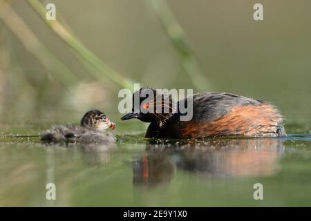 Grebe a collo nero / grebe arso ( Podiceps nigricollis ), adulto che alimenta il suo pulcino con sangue verme, cura per i giovani, la fauna selvatica, Europa. Foto Stock
