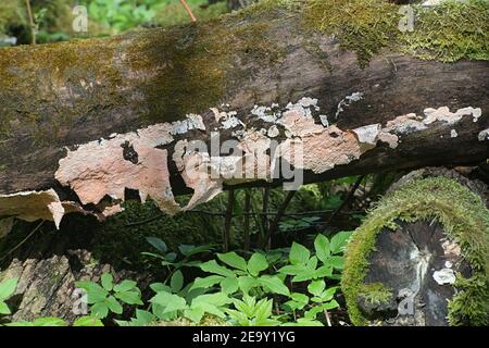 Corticium roseum, un importante patogeno vegetale di pesche e nettarine, fungo della crosta senza nome inglese comune dalla Finlandia Foto Stock