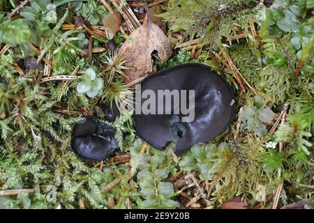 La nigrella Pseudoplectania, comunemente nota come coppa di ebano, la falsa plectania nera, o la tazza nera pelosa, fungo selvatico dalla Finlandia Foto Stock