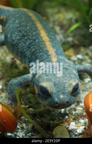 Una femmina del Newt con la coda blu e la ribellione del fuoco, Cynops cyanurus Foto Stock