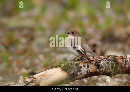 European Pied / Flycatcher ( Ficidula hypoleuca ) arroccato su un ramo al suolo di una foresta, fauna selvatica, Europa.
