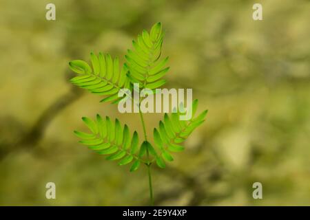 Non toccarmi, Mimosa pudica, pianta sensibile, pianta, foglie, Fiore, Russia, Botanica, primo piano, Giardino Foto Stock