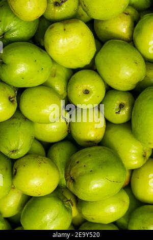 Enorme sour o verde jujube, kul di mele o Kul Boroi o prugne closeup girato su un negozio di mercato del villaggio Foto Stock