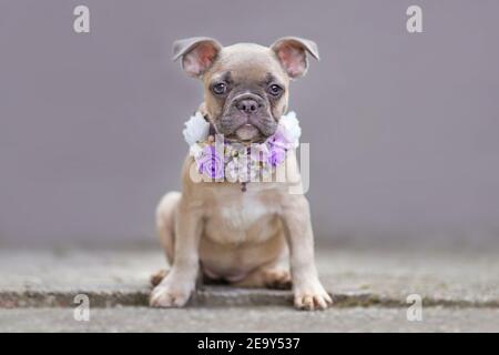 Giovane cucciolo francese di cane Bulldog con orecchie floppy che indossa un collare di fiori viola davanti alla parete grigia Foto Stock