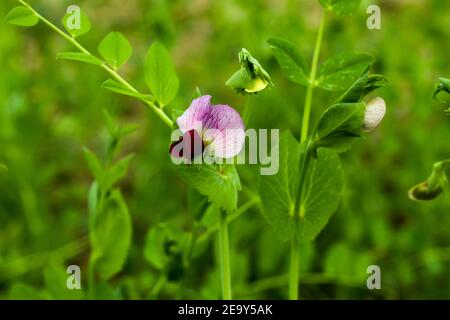 Questo è il ortaggio ideale o fiore di piselli o motore Shuti o Pisum sativum della famiglia Leguminosae Foto Stock