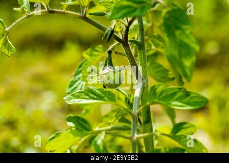 I pomodori piantano un grande campo agricolo. Piccoli pomodori ciliegini verdi freschi appesi agli alberi nella fattoria biologica di un villaggio Foto Stock