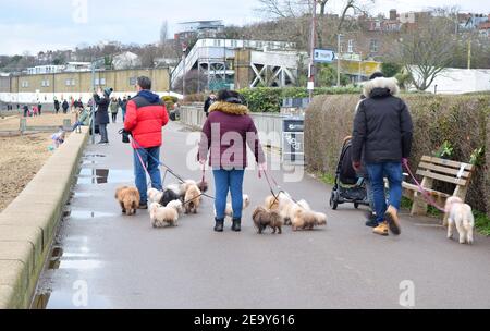 La gente cammina con un sacco di piccoli cani dall'aspetto divertente sul lungomare. Foto Stock