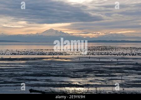 Alba a Boundary Bay BC Canada Foto Stock