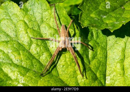 Nido web ragno (Pisaurina mira) un giardino comune e prato insetto stock foto Foto Stock