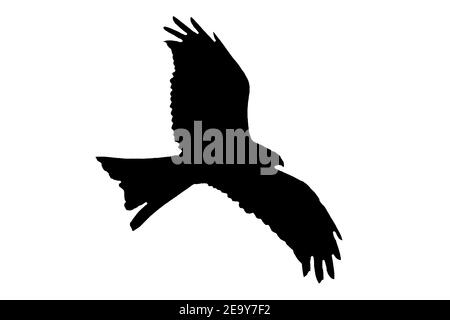 Red Kite raptor uccello nero silhouette tagliato e isolato su uno sfondo bianco foto stock Foto Stock