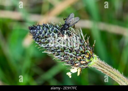 Ragno di granchio bianco con un insetto di mosca cattura un comune foto di stock di specie di giardino Foto Stock