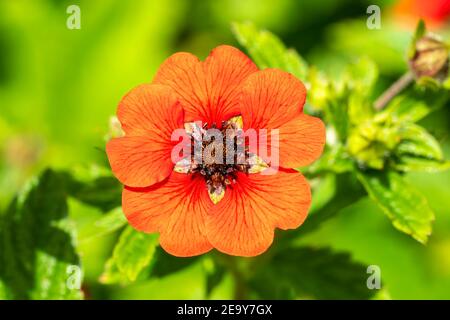 Potentilla 'Gibson's Scarlet' una pianta di fiori rossi estate coomonly conosciuta come cinquefoil Foto Stock