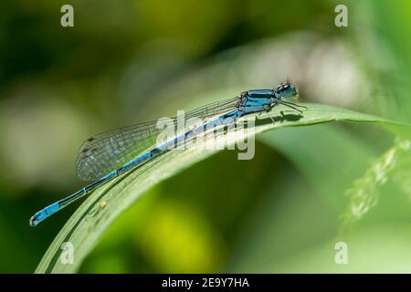 Azure Dasselfly, Coenagrion puella una specie comune di insetto maschile blu simile alla libellula che poggia su un'immagine fotografica di stock di canneti in erba Foto Stock