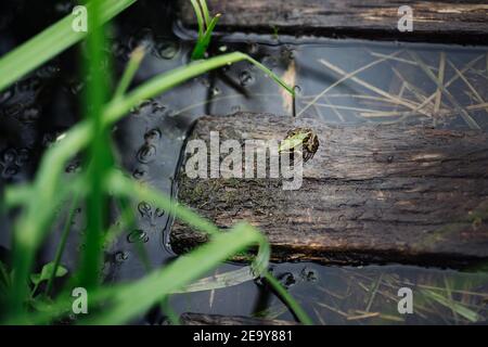 una rana verde in piedi su un pezzo di legno dentro il lago Foto Stock