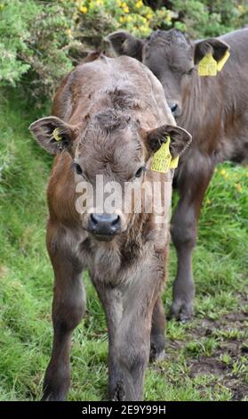 Dolce coppia di giovani vitelli in una zona di boggy. Foto Stock