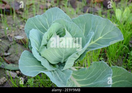 Pianta di cavolo con foglie grandi in un giardino Foto Stock