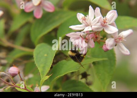 Bumblebee ad un fiore di un Deutzie Foto Stock