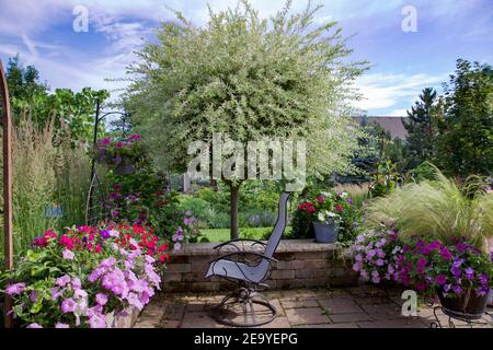 Magici alberi ornamentali giapponesi di salice in un giardino estivo circondato da rose, Karl Foerster Feather Reed erba, menta, erba piuma Foto Stock