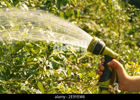 Annaffiatura di colture da giardino con una pistola di irrigazione. Un ruscello di acqua illuminato dal sole. Foto Stock