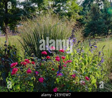 Un cortile suburbano paesaggistico con erbe ornamentali e perenni, northwind, pannicum virgatum e salvia blu. Foto Stock