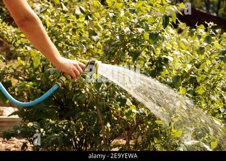 Un flusso d'acqua illuminato dal sole. Annaffiatura piante da giardino con una pistola per innaffiatura. Foto Stock