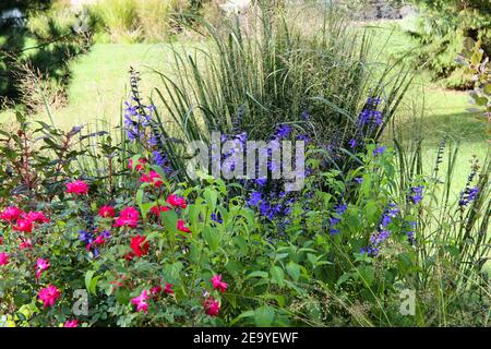 Un cortile suburbano paesaggistico con erbe ornamentali e perenni, northwind, pannicum virgatum e salvia blu. Foto Stock