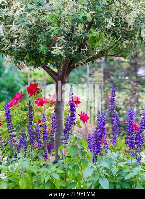 Un cortile suburbano paesaggistico con erbe ornamentali e perenni, northwind, pannicum virgatum e salvia blu. Foto Stock