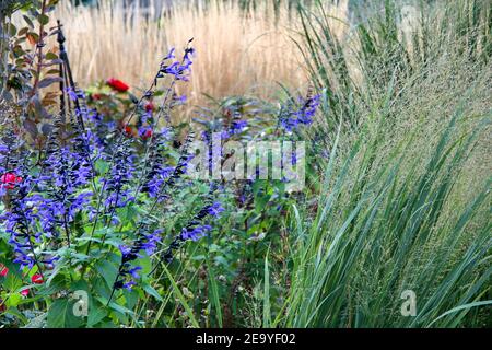 Un cortile suburbano paesaggistico con erbe ornamentali e perenni, northwind, pannicum virgatum e salvia blu. Foto Stock