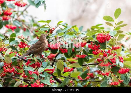 Uccello nero comune, Turdus merula, femmina, mangiare semi rossi in un albero Foto Stock