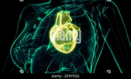 problemi cardiaci immagine radiografica, illustrazione 3d medica Foto Stock