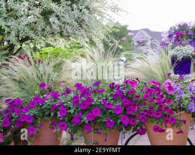 Il salice variegato giapponese ornamentale, Hakuro nishiki, è il punto focale di questo giardino del Midwest circondato da petunia viola in contenitori di terracotta. Foto Stock