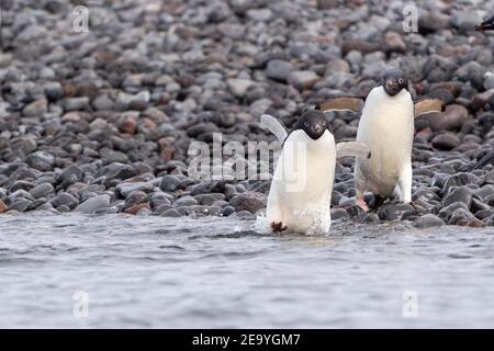 I pinguini di Adelie su una spiaggia rocciosa corrono eccitatamente nel acqua Foto Stock