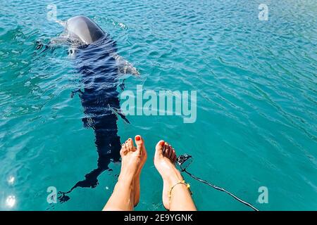 piedi femminili in acqua, il delfino nuota sotto l'acqua, bella acqua blu brillante, la struttura della superficie dell'acqua è blu Foto Stock