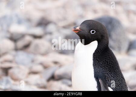 Un dolce pinguino di adelie in Antartide mi glance la strada Foto Stock