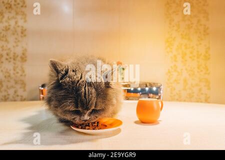 un grande gatto grigio soffice si siede sul tavolo e. mangia cibo da un piatto d'arancia Foto Stock