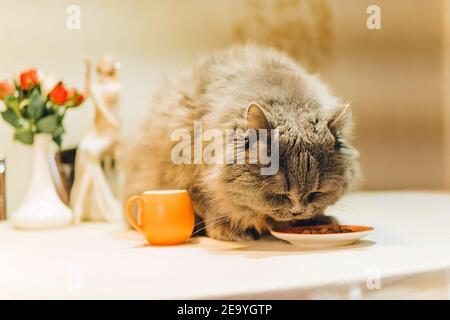 un grande gatto grigio soffice si siede sul tavolo e. mangia cibo da un piatto d'arancia Foto Stock