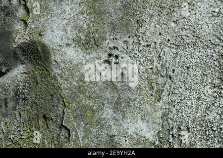 Impronta del cane impressa su una vecchia superficie di cemento Foto Stock