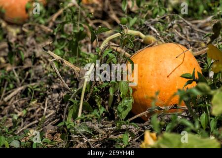 Gourds sulla piantagione. Zucca matura nel campo Foto Stock