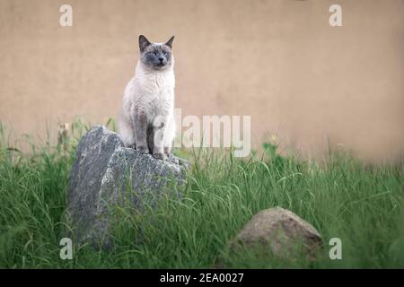 Gatto tailandese con gli occhi blu seduti all'aperto sulla roccia tra erba verde e wathcing Foto Stock