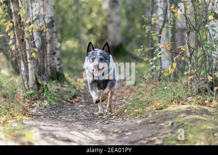 Il giovane cane australiano sta correndo tra le foreste. Ritratto dell'attività del heeler blu. Foto Stock