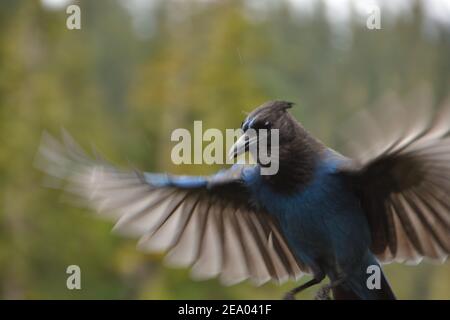 Primo piano di Steller's Jay (Cyanocitta stelleri) in volo con ali che si diffonde al Monte Rainier National Park, Washington Foto Stock