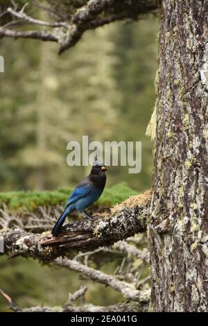 Steller's Jay (Cyanocitta stelleri) con il cibo in bocca che si trova sull'albero a Mt. Rainier National Park, Washington, Stati Uniti Foto Stock