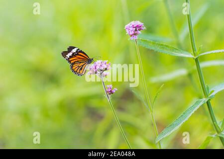 Farfalla su vervano (verbena) fiore in giardino. Messa a fuoco selettiva. Foto Stock