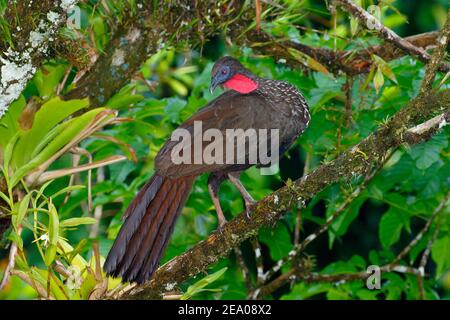 Un guan crestato, Penelope purascens, arroccato su un ramo di albero. Foto Stock