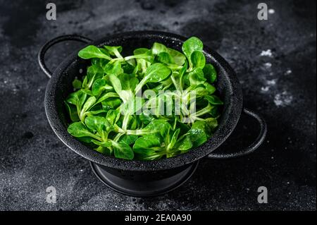 Foglie fresche verdi di insalata di mais, lattuga di agnelli in un colander. Sfondo nero. Vista dall'alto Foto Stock